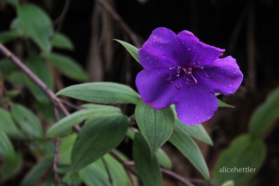 Prinzessinnenstrauch (Tibouchina urvilleana)